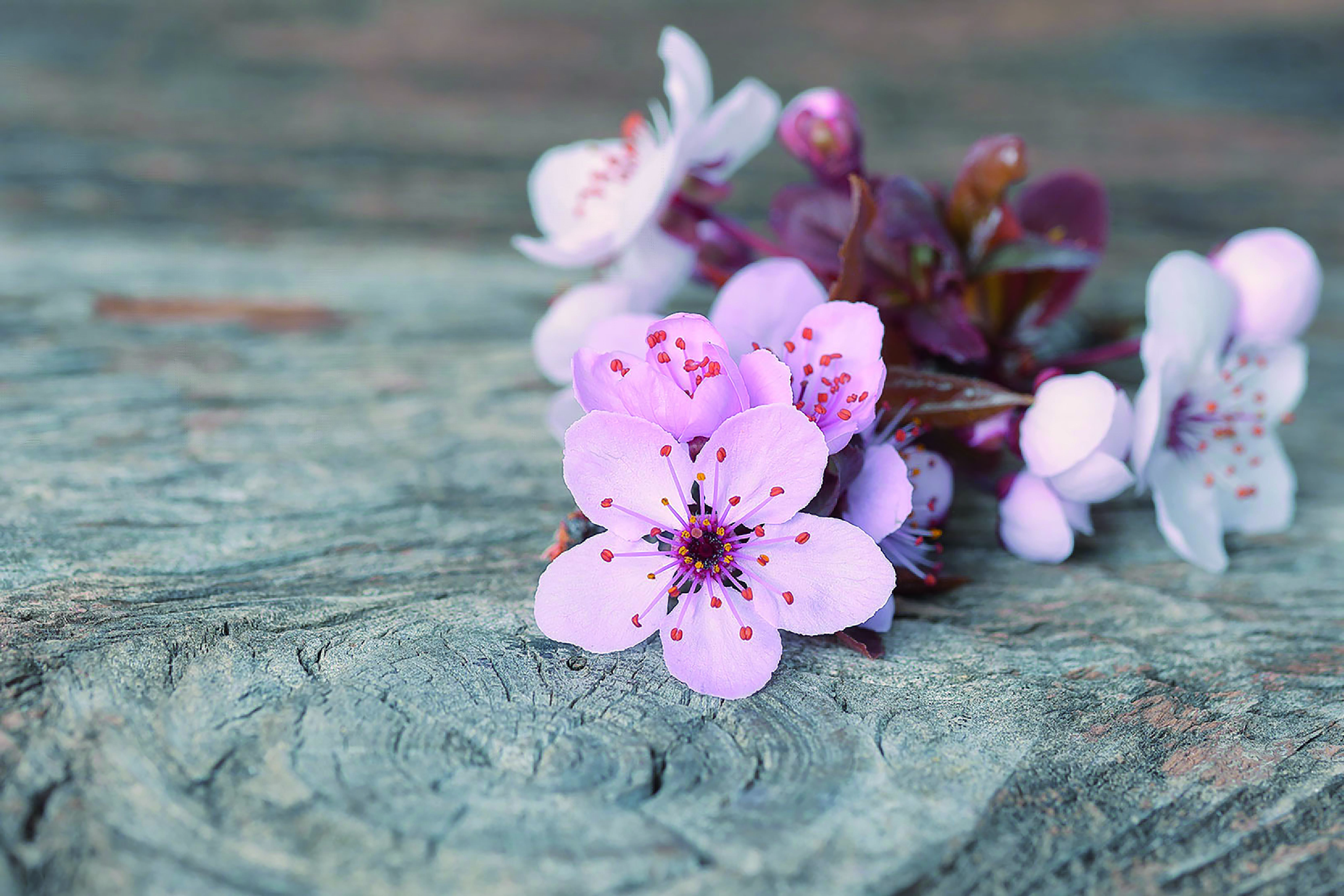 Naturheilpraxis Ilona Tasch